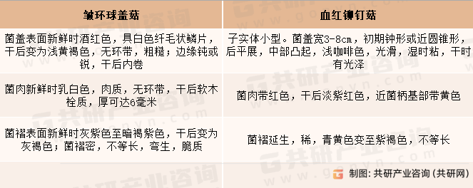 大球盖菇近种区别
