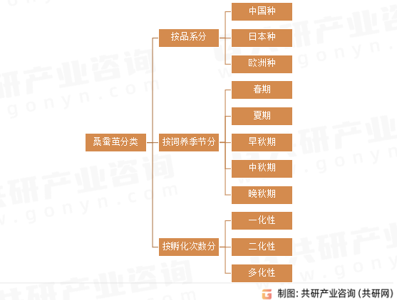桑蚕茧分类