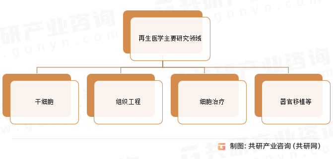 再生医学主要研究领域