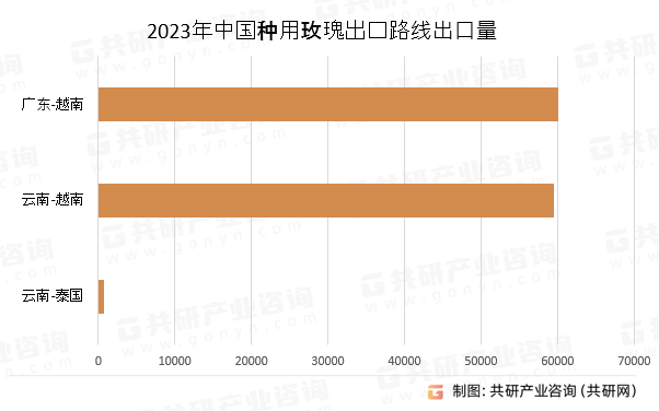 2023年中国种用玫瑰出口路线出口量