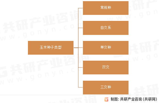 玉米种子类型