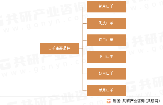 山羊主要品种