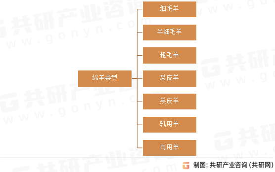 绵羊类型