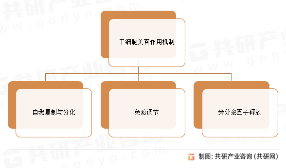 干细胞美容作用机制