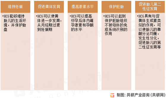 人绒毛膜促性腺激素（HCG）功能