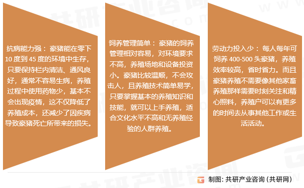豪猪养殖优势