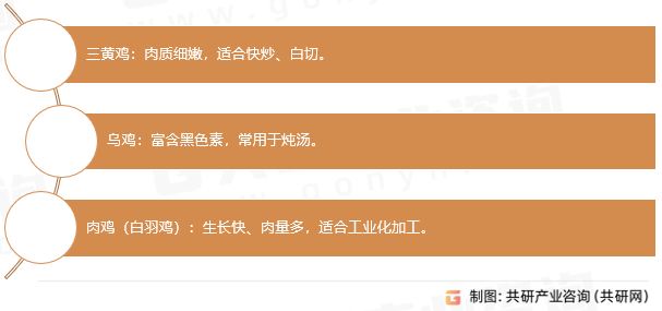 白条鸡品种