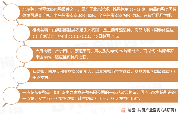 肉鸭苗品种