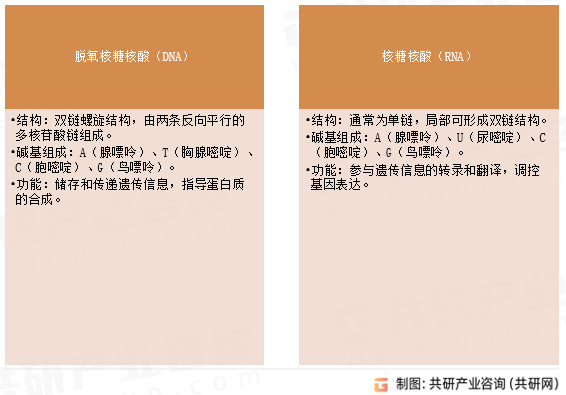 核酸主要类型