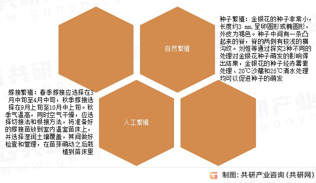 金银花繁殖方式
