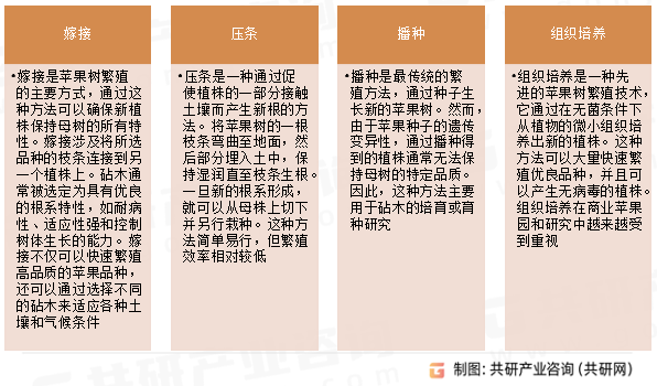 苹果繁殖技术