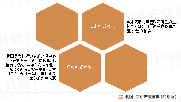 燕麦品种类别