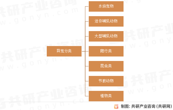 异宠分类