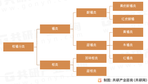 柑橘分类