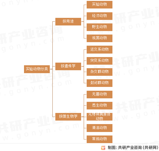实验动物分类