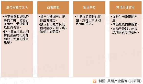 异亮氨酸生理功能