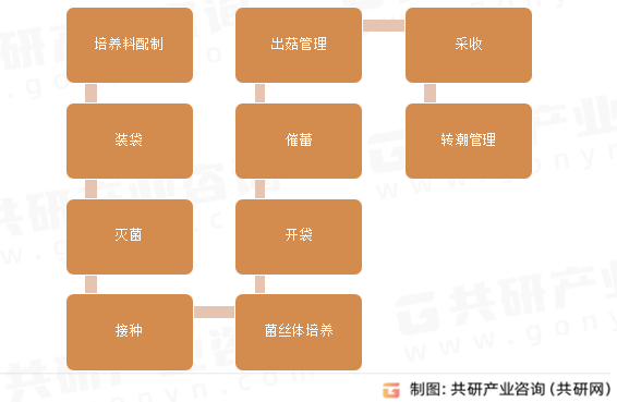 金针菇栽培工艺