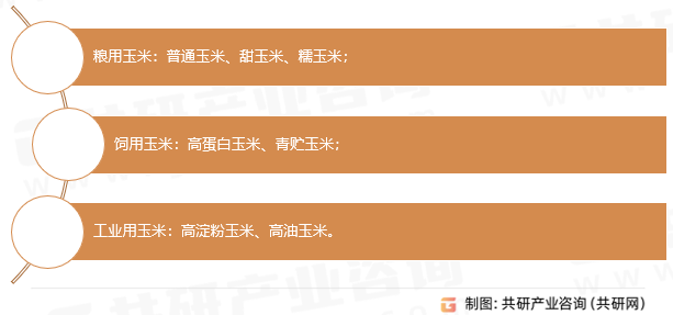 玉米分类