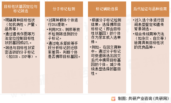 分子育种检测关键步骤