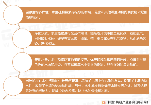 水生植物生态作用
