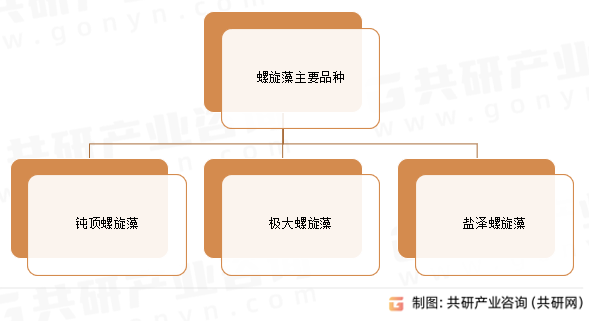 螺旋藻主要品种