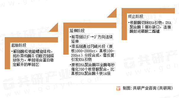 DNA合成复制过程发展阶段