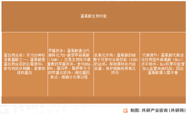 蛋氨酸生物功能
