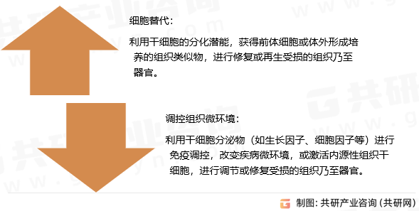 干细胞药物研发的作用机制