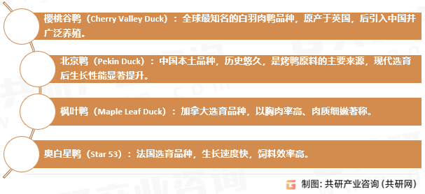 白羽肉鸭品种