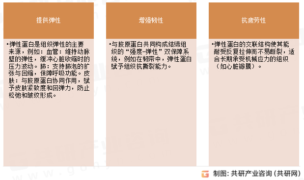 弹性蛋白生物学功能